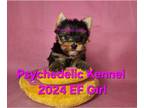 Yorkshire Terrier PUPPY FOR SALE ADN-770431 - 2024 EF Girl