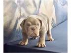 English Bulldog PUPPY FOR SALE ADN-770418 - LILAC TAN TRI