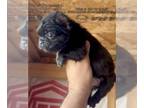 French Bulldog PUPPY FOR SALE ADN-770406 - BLACK FLUFFY QUEEN