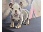 English Bulldog PUPPY FOR SALE ADN-770393 - BOMBSHELL BEAUTIES