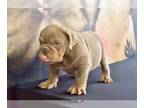 English Bulldog PUPPY FOR SALE ADN-770376 - LILAC TAN TRI