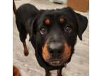 Adopt Laura D15507 a Rottweiler
