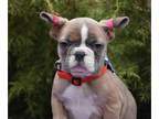 French Bulldog PUPPY FOR SALE ADN-770291 - Marshmallow