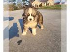 Siberian Husky PUPPY FOR SALE ADN-770279 - Bridgette