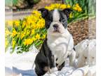Boston Terrier PUPPY FOR SALE ADN-770271 - ACA Boston Terrier
