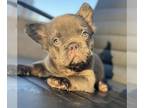 French Bulldog PUPPY FOR SALE ADN-770268 - FLUFFY ISABELLA