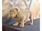 English Bulldog PUPPY FOR SALE ADN-770257 - LILAC TAN TRI