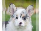 Pembroke Welsh Corgi PUPPY FOR SALE ADN-770241 - ACA Corgi