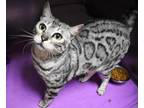 Adopt Sparkle (by appt only) a Bengal