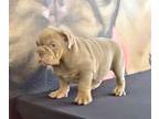 English Bulldog PUPPY FOR SALE ADN-770203 - LILAC TAN TRI