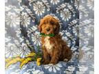 Cavapoo PUPPY FOR SALE ADN-770201 - Adorable Cavapoo Puppy