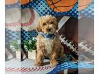 Poodle (Toy) PUPPY FOR SALE ADN-770199 - Adorable Toy Poodle Puppy