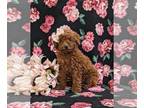 Poodle (Toy) PUPPY FOR SALE ADN-770197 - Adorable Toy Poodle Puppy