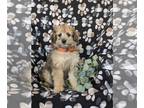 Pom-A-Poo PUPPY FOR SALE ADN-770196 - Adorable Pomapoo Puppy