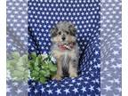 Pom-A-Poo PUPPY FOR SALE ADN-770195 - Adorable Pomapoo Puppy