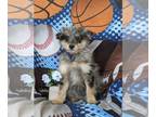 Pom-A-Poo PUPPY FOR SALE ADN-770193 - Adorable Pomapoo Puppy