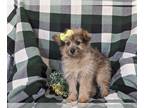 Pom-A-Poo PUPPY FOR SALE ADN-770191 - Adorable Pomapoo Puppy