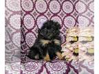 Pom-A-Poo PUPPY FOR SALE ADN-770189 - Adorable Pomapoo Puppy