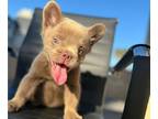 French Bulldog PUPPY FOR SALE ADN-770186 - FLUFFY ISABELLA