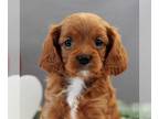 Cavapoo PUPPY FOR SALE ADN-770178 - f1bb Cavapoo