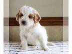 Goldendoodle (Miniature) PUPPY FOR SALE ADN-770164 - Mini Goldendoodle