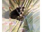 Boston Terrier PUPPY FOR SALE ADN-770159 - Boston Terriers