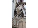 Adopt Ethel a Husky