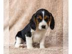 Beaglier PUPPY FOR SALE ADN-770141 - f1 Beaglier