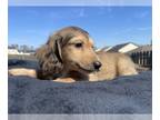 Dachshund PUPPY FOR SALE ADN-770138 - Leo