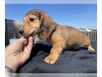 Dachshund PUPPY FOR SALE ADN-770135 - Make dachshund puppy