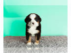 Bernese Mountain Dog PUPPY FOR SALE ADN-770128 - AKC Bernese Mountain puppy