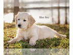 Golden Retriever PUPPY FOR SALE ADN-770126 - Purebred Golden Retriever puppy 2