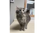 Adopt Frida a Domestic Medium Hair