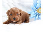 Poodle (Miniature) PUPPY FOR SALE ADN-770096 - Edgar