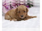 Poodle (Miniature) PUPPY FOR SALE ADN-770095 - Danny