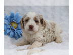 Cocker Spaniel-Poodle (Miniature) Mix PUPPY FOR SALE ADN-770090 - Winford