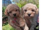 Poodle (Toy) PUPPY FOR SALE ADN-770083 - Pomapoo