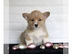 Pembroke Welsh Corgi PUPPY FOR SALE ADN-770073 - Welsh Corgi