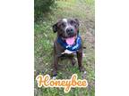Adopt Honeybee 122907 a Pit Bull Terrier, Mixed Breed