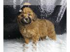 Poodle (Toy) PUPPY FOR SALE ADN-770044 - SnickerDoodle AKC