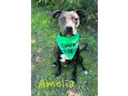 Adopt Amelia 29888 a Pit Bull Terrier