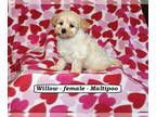 Maltipoo PUPPY FOR SALE ADN-770033 - Sweet Maltipoo puppy