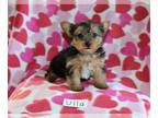 Yorkshire Terrier PUPPY FOR SALE ADN-770032 - Sweet Yorkshire Terrier Puppy