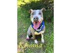 Adopt Kiyoma 29906 a Pit Bull Terrier