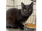 Adopt Inky 122972 a Domestic Short Hair