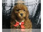 Poodle (Toy) PUPPY FOR SALE ADN-770015 - Bryciepoo AKC