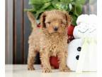 Poodle (Toy) PUPPY FOR SALE ADN-770014 - Toy Poodle