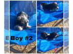 Basset Hound PUPPY FOR SALE ADN-770011 - Basset puppy