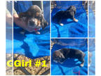Basset Hound PUPPY FOR SALE ADN-770008 - Basset puppy