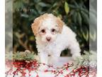 Cavapoo PUPPY FOR SALE ADN-770005 - f1bb Cavapoo